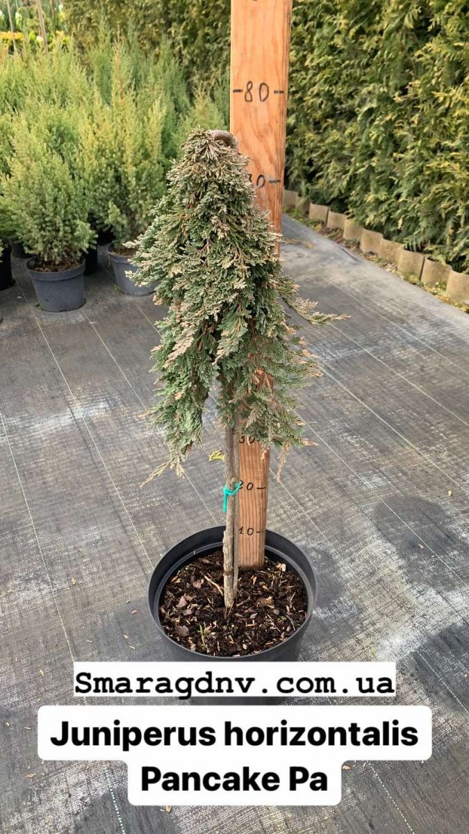Juniperus horizontalis Pancake Pa Juniperus horizontalis Pancake Pa