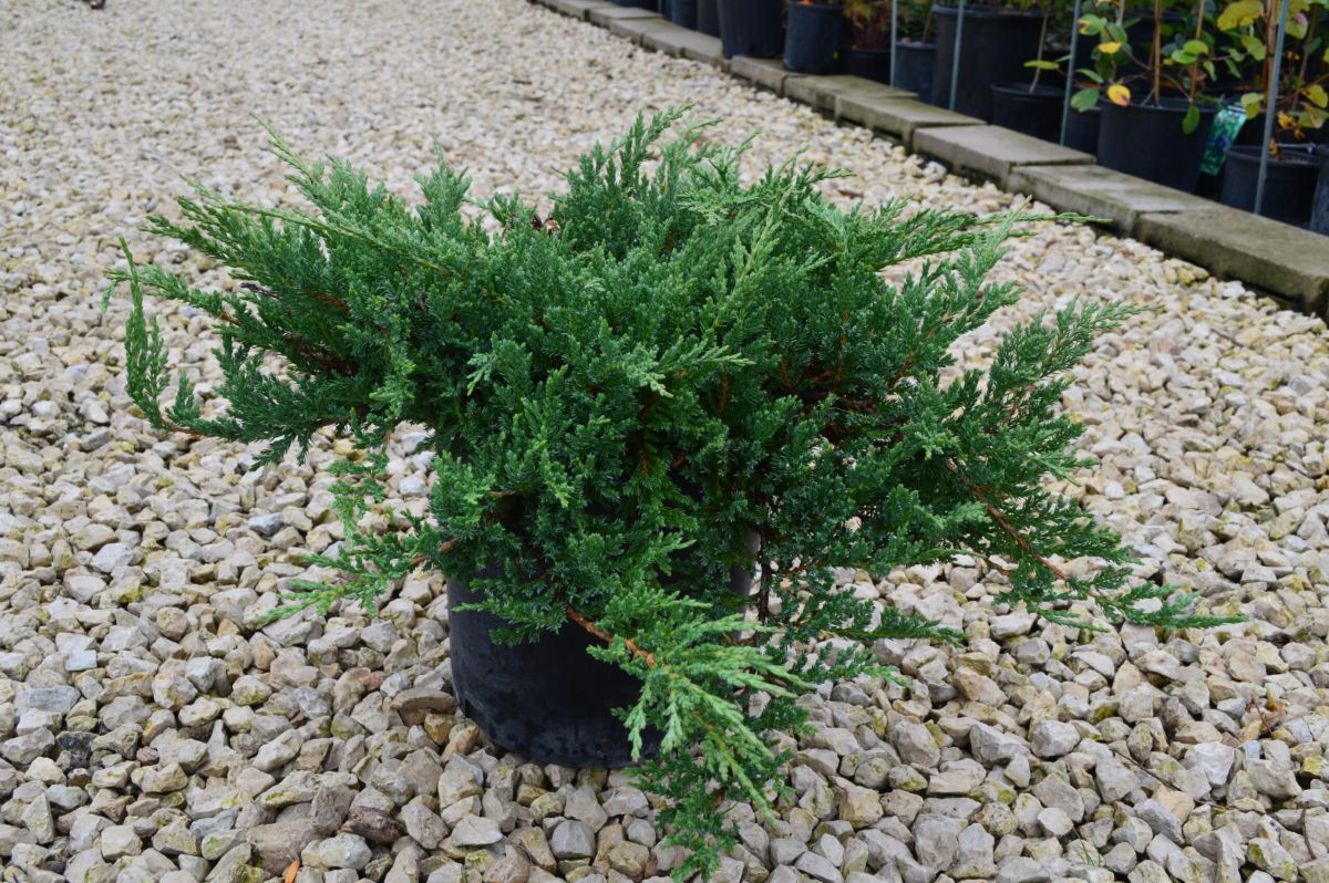 Juniperus horizontalis Prince of Wales С7.5 Juniperus horizontalis Prince of Wales С7.5