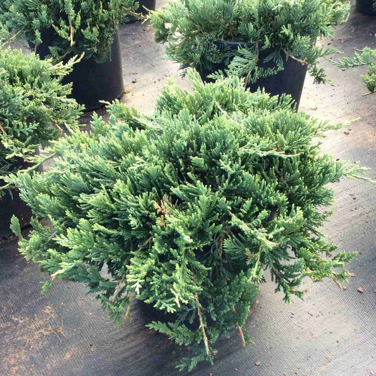 Juniperus horizontalis Wiltonii C5
