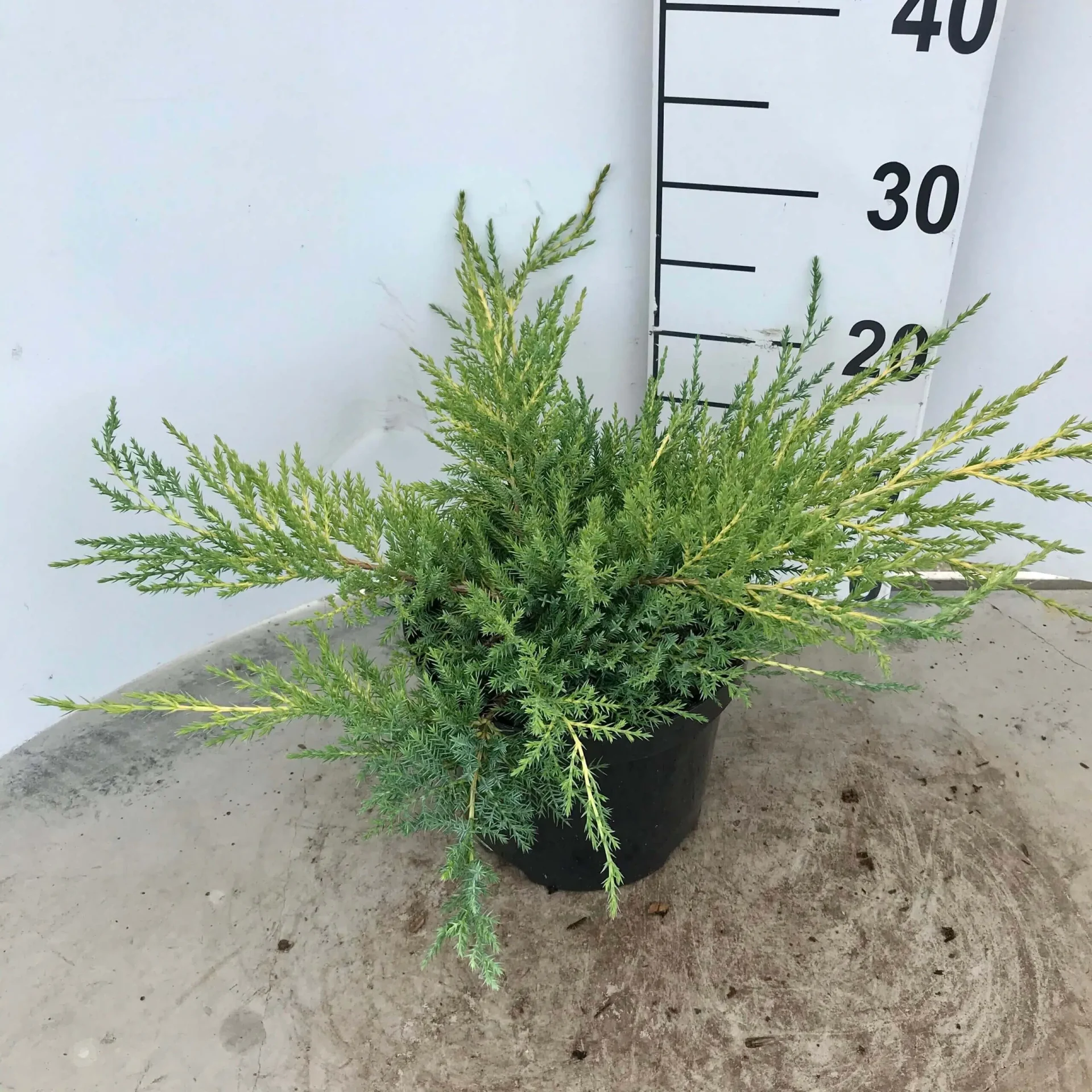 Juniperus pfitzeriana Aurea C7.5 Juniperus pfitzeriana Aurea C7.5