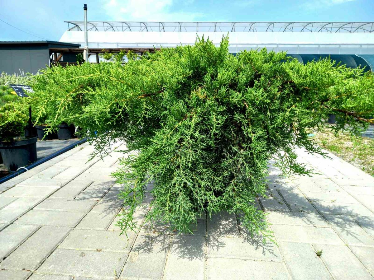 Juniperus pfitzeriana Compacta C7.5 Juniperus pfitzeriana Compacta C7.5