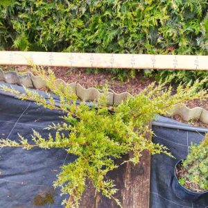 Juniperus pfitzeriana Glauca C7.5