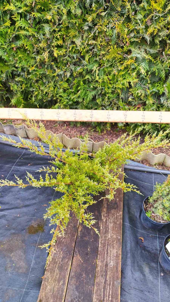 Juniperus pfitzeriana Glauca C7.5 Juniperus pfitzeriana Glauca C7.5