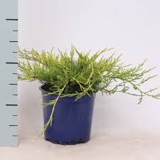 Ялівець середній - Juniperus pfitzeriana Gold Coast