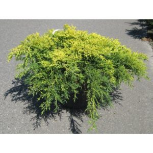 Juniperus pfitzeriana Gold Kissen