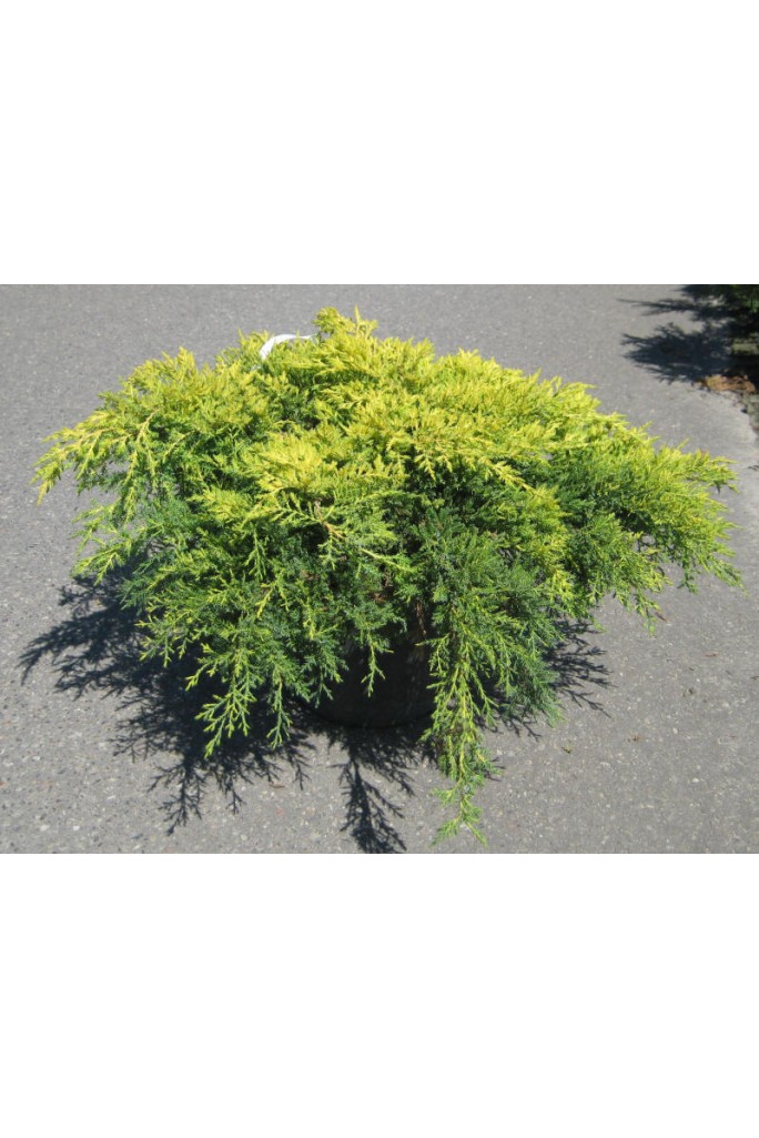 Juniperus pfitzeriana Gold Kissen Juniperus pfitzeriana Gold Kissen