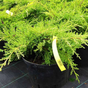Juniperus pfitzeriana Gold Star