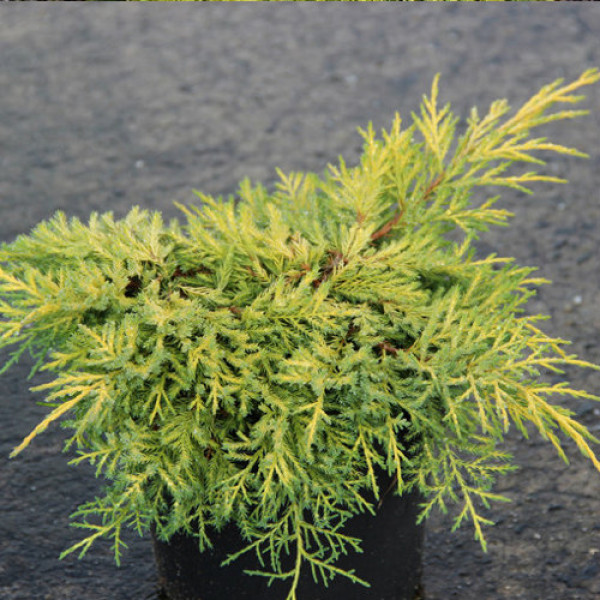 Juniperus pfitzeriana King of Spring C3 Juniperus pfitzeriana King of Spring C3