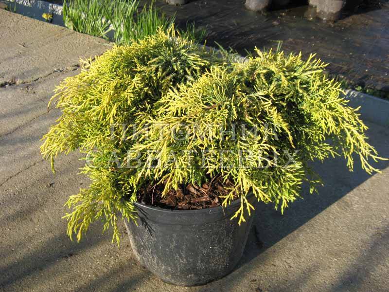 Juniperus pfitzeriana King of Spring C7 5 Juniperus pfitzeriana King of Spring C7 5