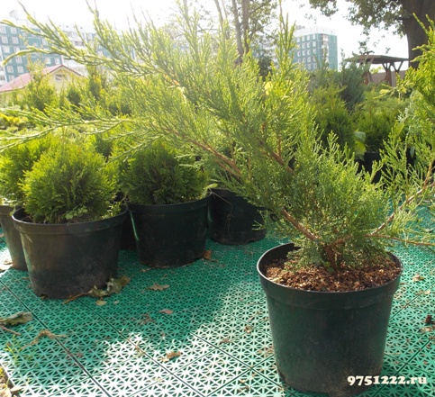 Juniperus pfitzeriana Mint Julep C7 5 Juniperus pfitzeriana Mint Julep C7 5