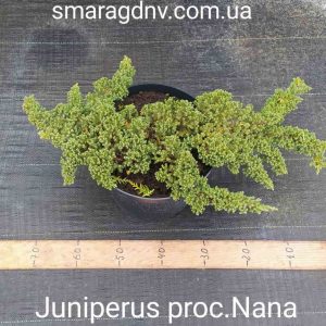 Juniperus procumbens Nana