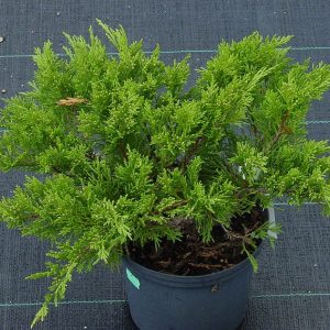 Juniperus sabina Rockery Gem C7