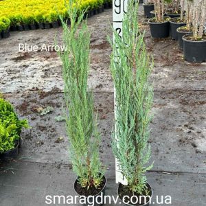 Juniperus scopulorum Blue Arow C3