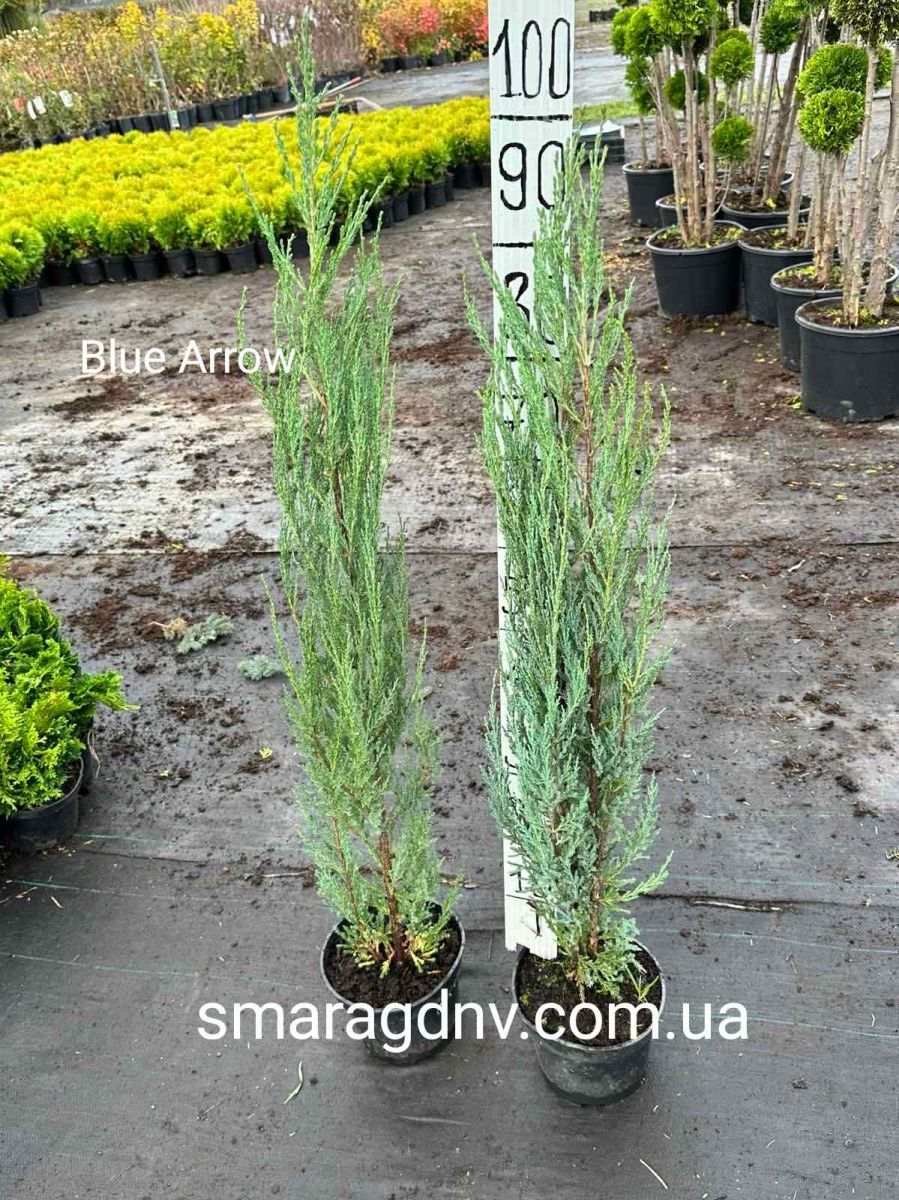 Juniperus scopulorum Blue Arow C3 Juniperus scopulorum Blue Arow C3