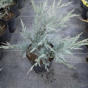 Juniperus scopulorum Moonglow C2