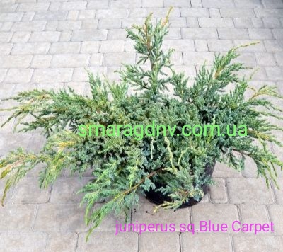 Juniperus squamata Blue Carpet