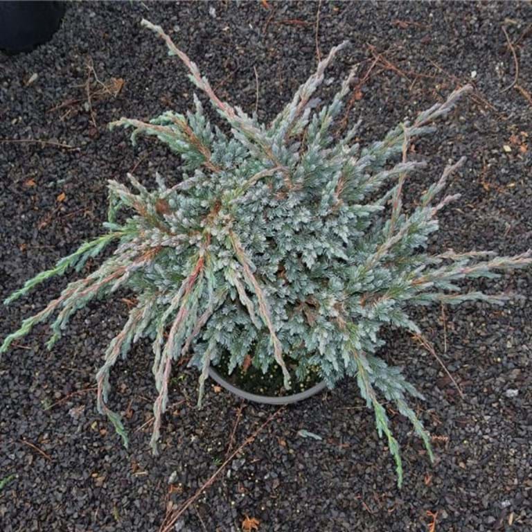 Juniperus squamata Blue Spider Juniperus squamata Blue Spider