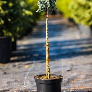 Juniperus squamata Blue Star Pa
