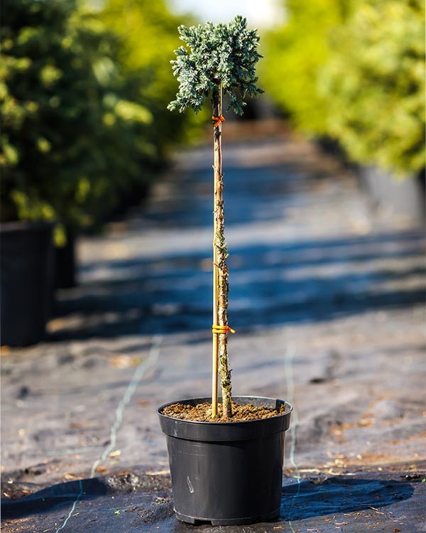 Juniperus squamata Blue Star Pa Juniperus squamata Blue Star Pa