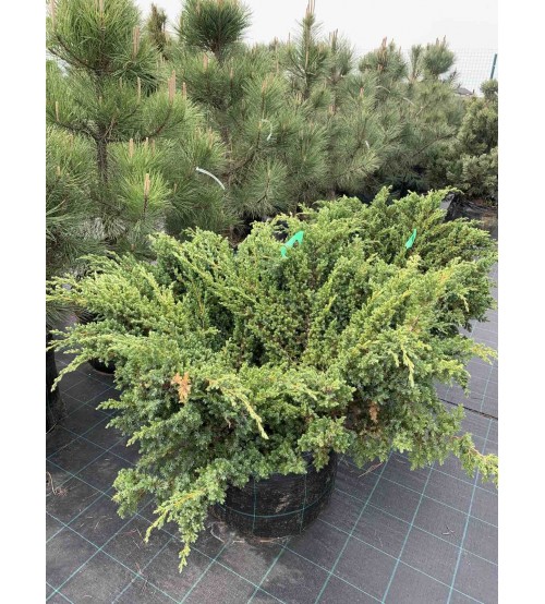 Juniperus squamata Blue Swede