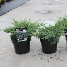 Juniperus squamata Blue Swede C7.5