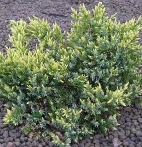 Juniperus squamata Dream Joy