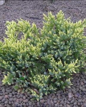 Juniperus squamata Dream Joy Juniperus squamata Dream Joy