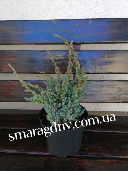 Juniperus squamata Maeri Compacta