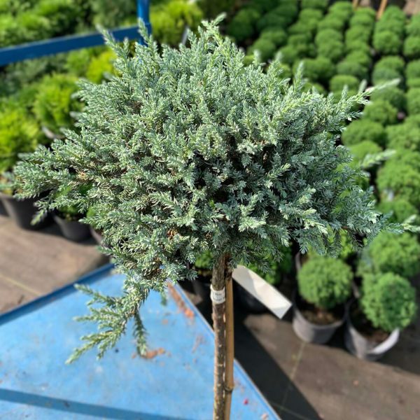 Juniperus squamata Tropical Blue Pa Juniperus squamata Tropical Blue Pa