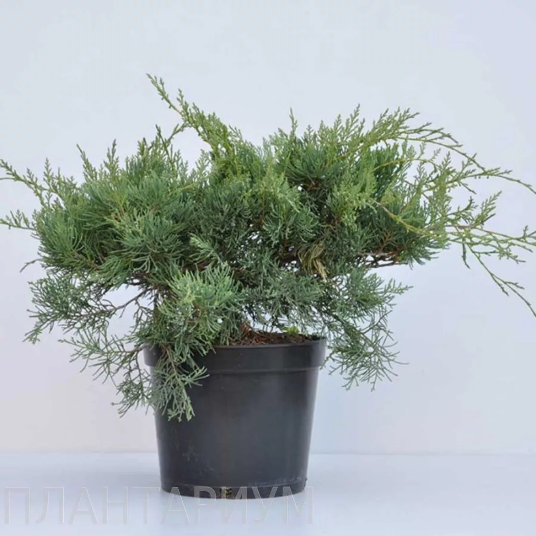 Juniperus virginiana Hetz С7.5 Juniperus virginiana Hetz С7.5