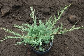 Juniperus virginiana HetzC3