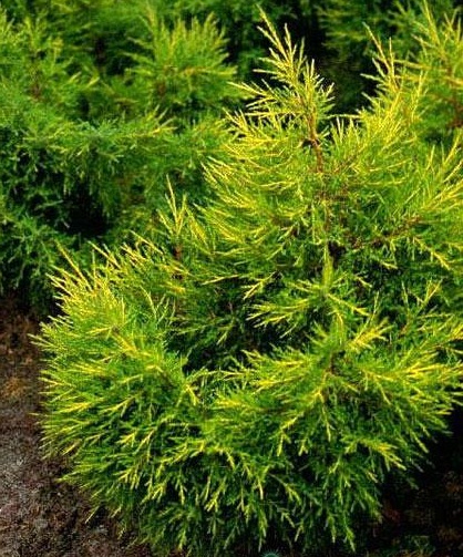 Juniperus20chinensis20Kuriwao20Gold.jpg