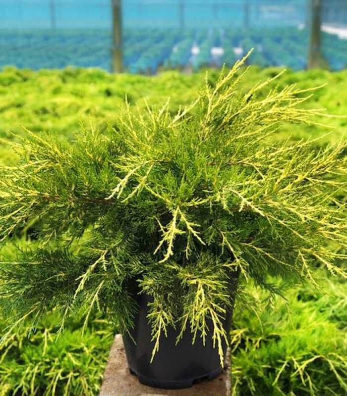 Juniperus20chinensis20Kuriwao20Gold202.jpg