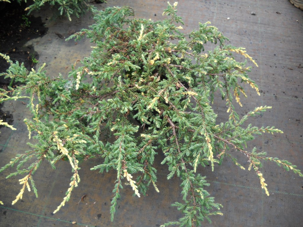 Juniperus20communis20Spotty20Spreader20C5.jpg