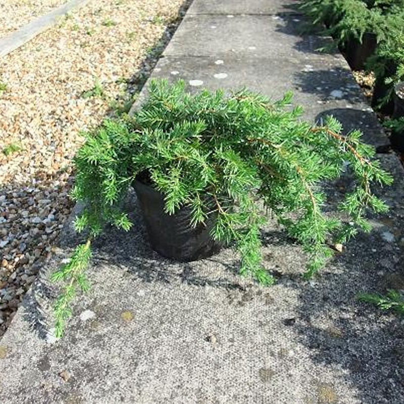 Juniperus20conferta20Blue20Pacific.jpg