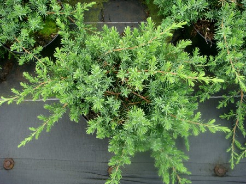 Juniperus20conferta20Blue20Pacific20C2.jpg
