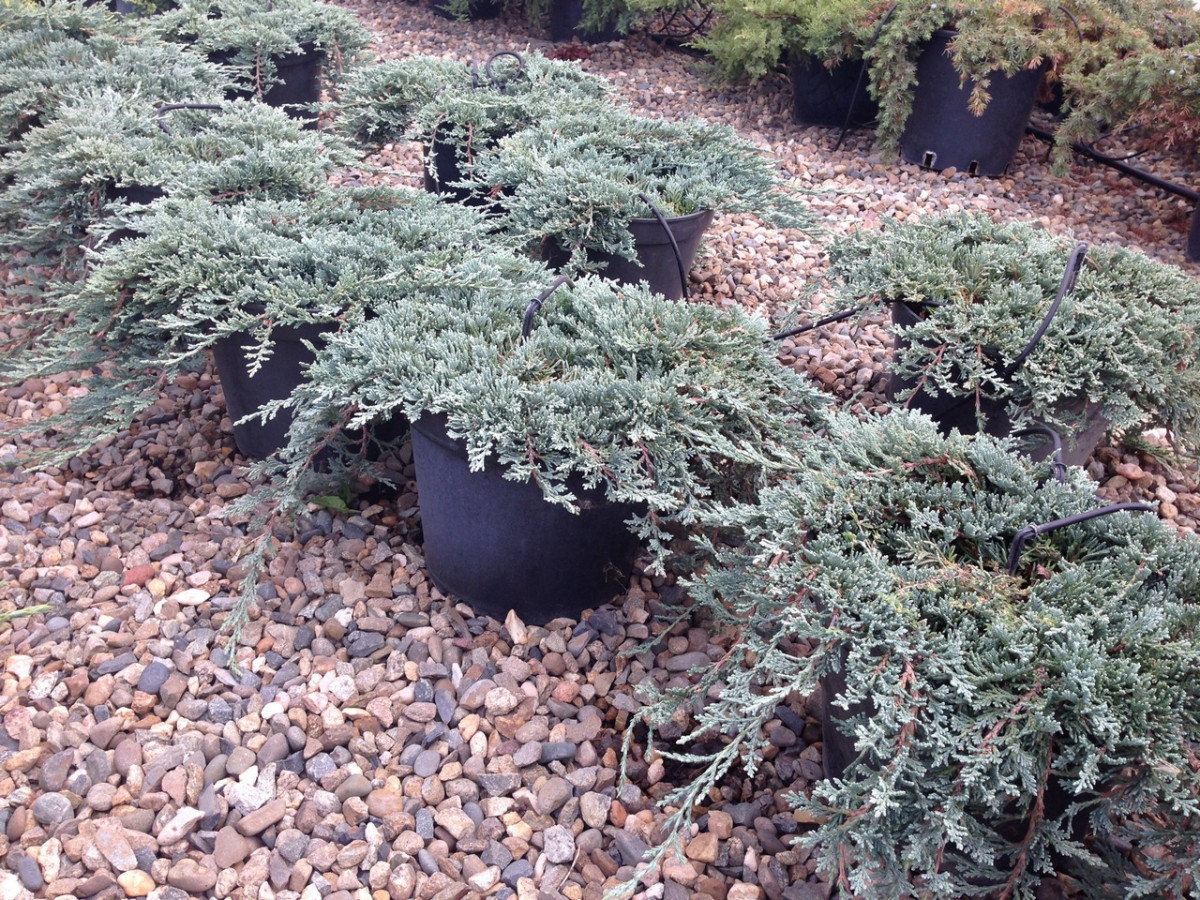 Juniperus20horizontalis20Ace20BlueC5.jpg