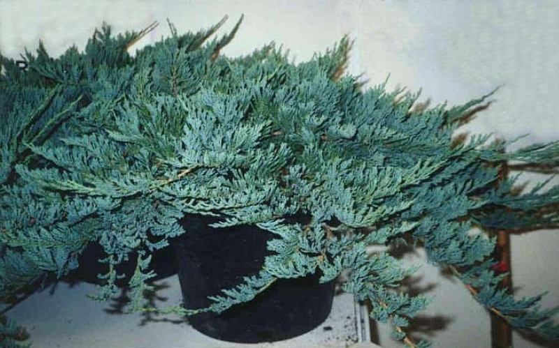 Juniperus20horizontalis20Blue20Chip.jpg