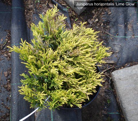 Juniperus20horizontalis20Lime20Glow20P14.jpg