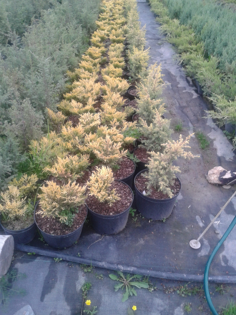 Juniperus20horizontalis20Limme20Glow.jpg