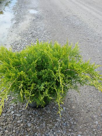 Juniperus20pfitzeriana20Aurea.jpg