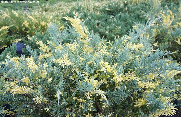 Juniperus20pfitzeriana20Blue20and20Gold.jpeg