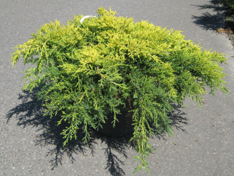 Juniperus20pfitzeriana20Gold20Kissen.jpg