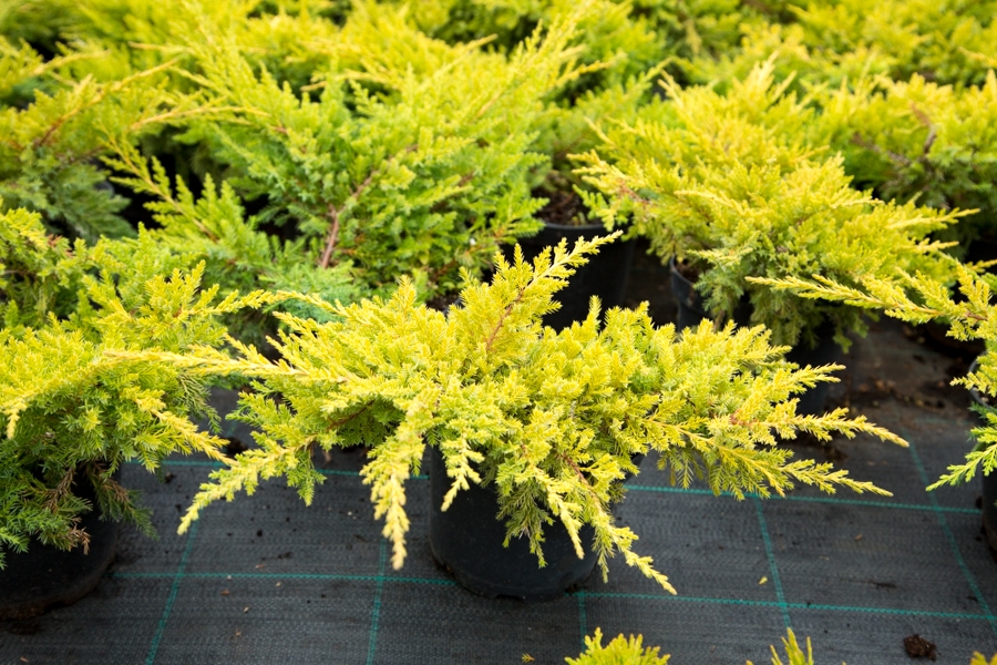 Juniperus20pfitzeriana20Mordigan20Gold20C5.jpg