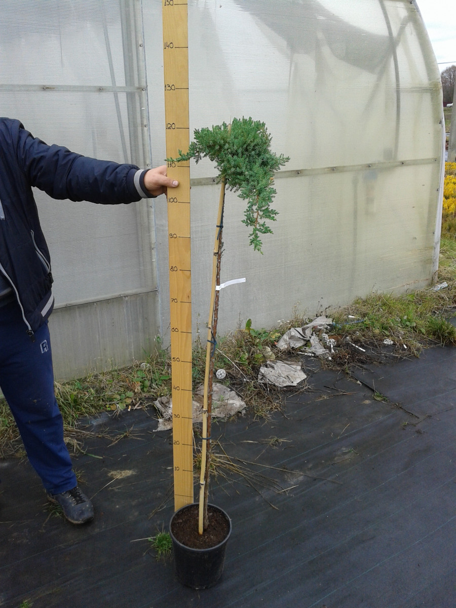 Juniperus20procumbens20Nana20120Pa.jpg