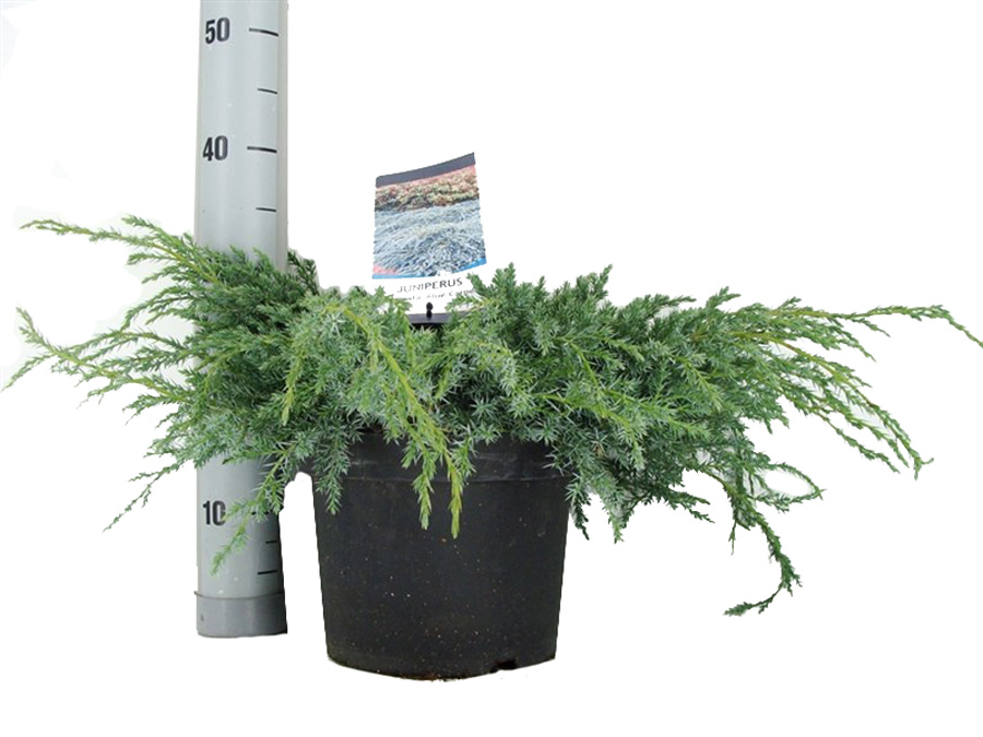 Juniperus20squamata20Blue20Carpet20C2.jpg
