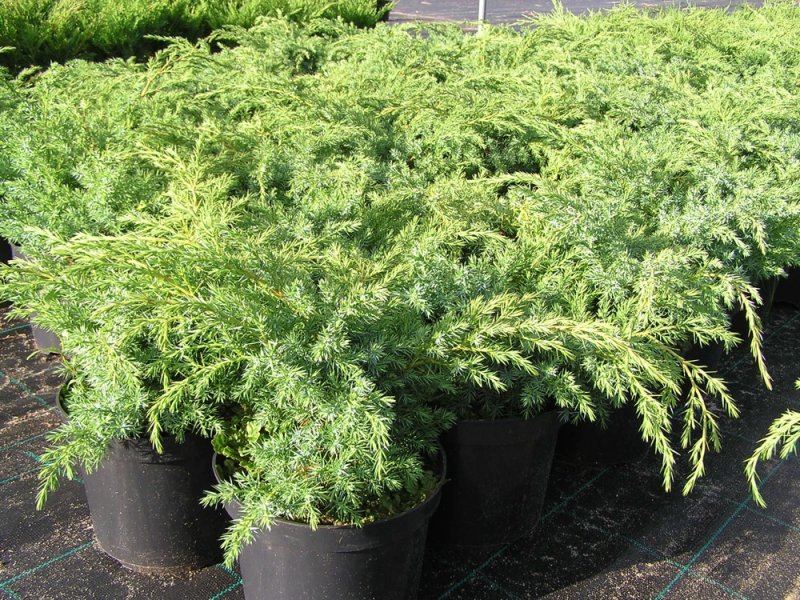 Juniperus20squamata20Blue20Swede20C5.jpg