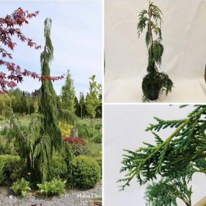 Кипарисовик нуткан. – Chamaecyparis notk.Jubilee