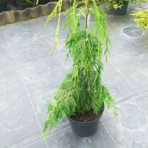 Кипарисовик нутканський – Chamaecyparis notk.Pendula
