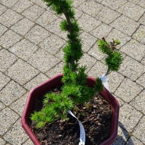 Модрина європейська - Larix decidua Krejci